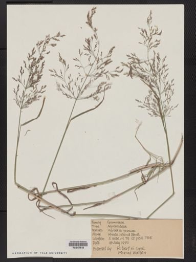 Agrostis capillaris