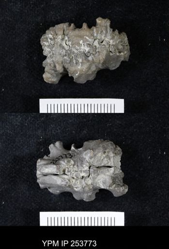 Scaphitidae