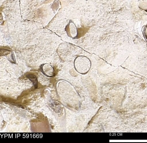 Serpulidae