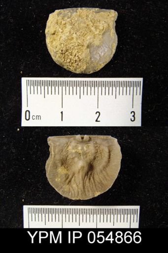 Strophonella reversa