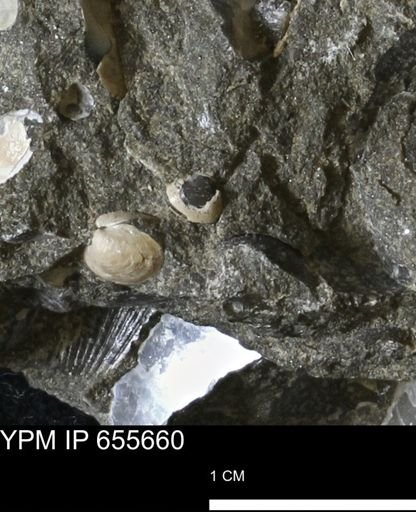 undet. Bivalvia