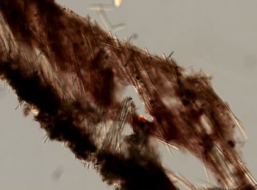Ophlitaspongiidae