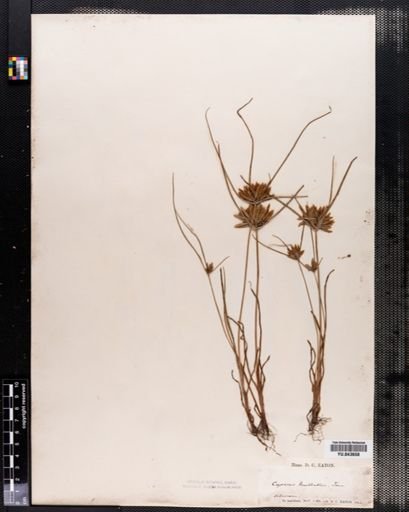 Cyperus filicinus