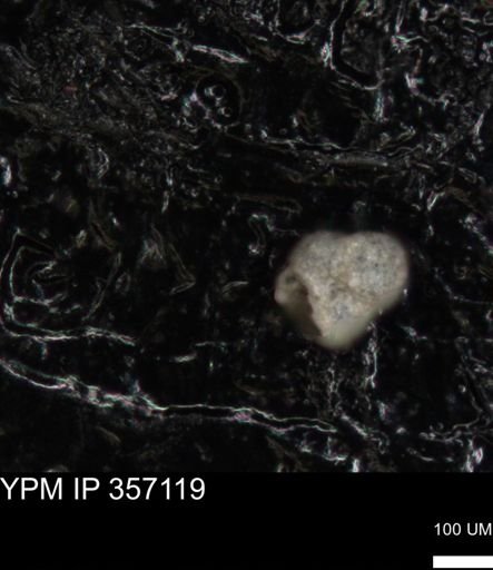 undet. Foraminiferida