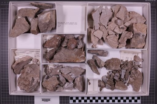 mixed taxa, stratigraphic collection
