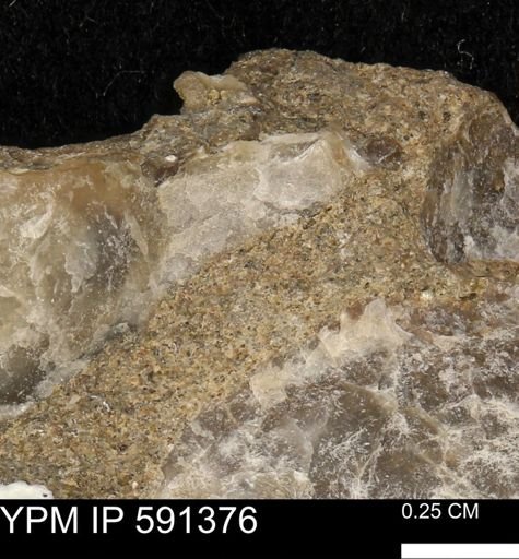 Ostrea translucida