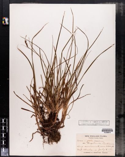 Carex bigelowii