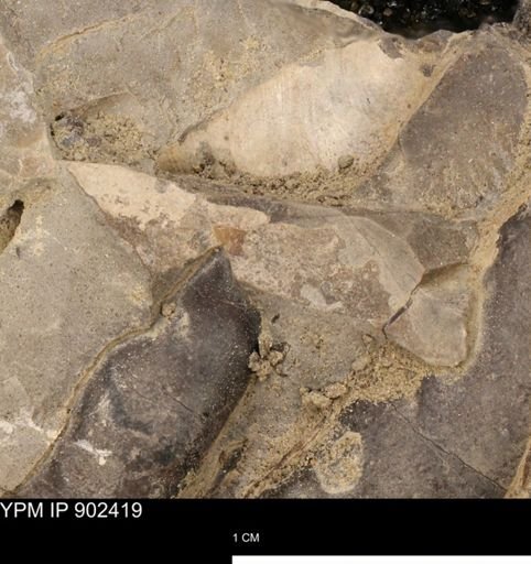 Baculites
