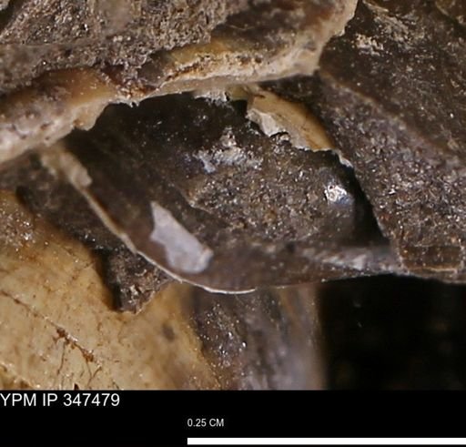 undet. Bivalvia