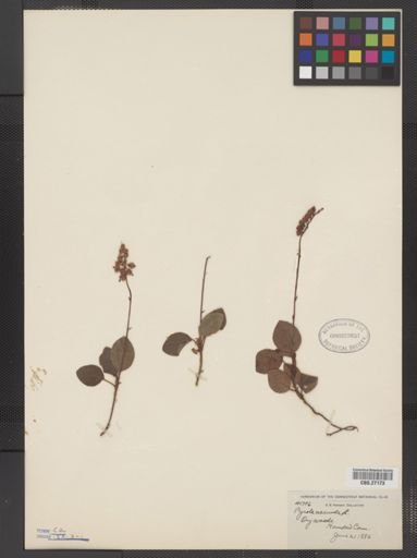 Pyrola secunda