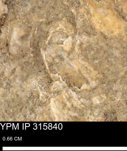 undet. Mollusca