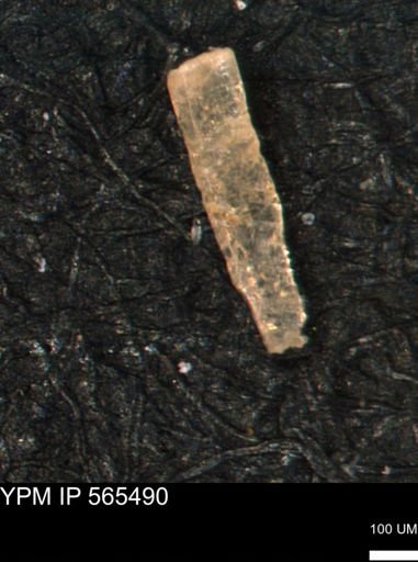 Inoceramus sp.