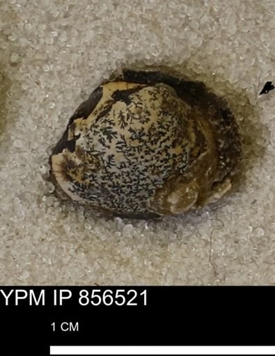 Protocardia sp.