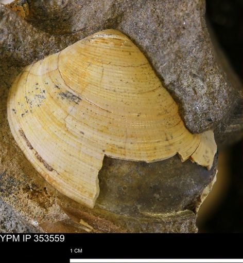 Limopsis striatopunctatus