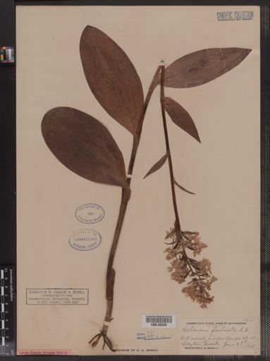 Habenaria fimbriata