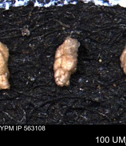 Verneuilina canadensis
