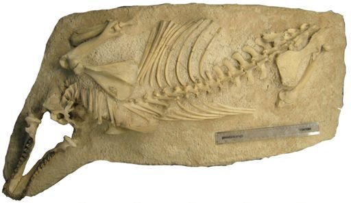 Merycochoerus proprius