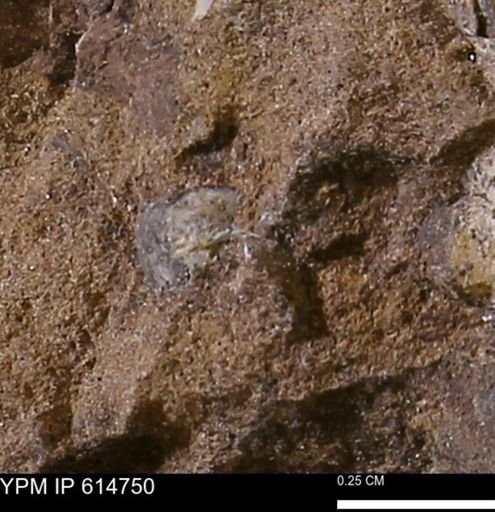 undet. Bivalvia