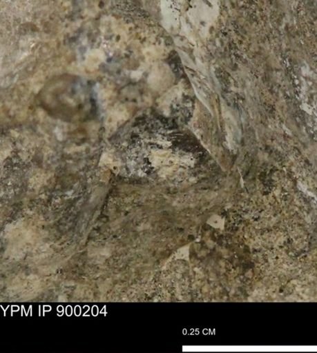 undet. Mollusca