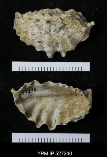 undet. Ostreacea