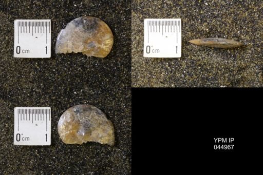 Sphenodiscus lenticularis