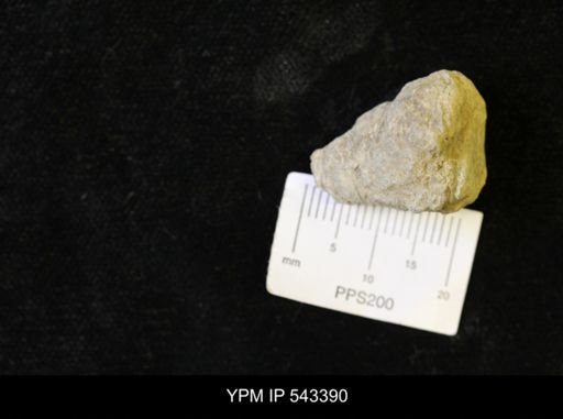 undet. Ichnofossil
