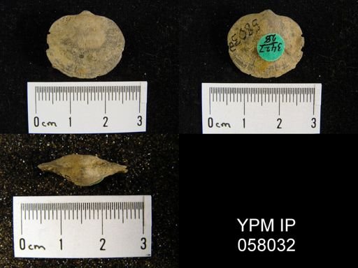 Dalmanella perelegans