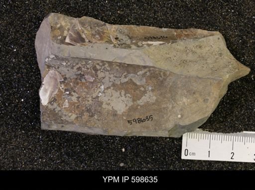 Baculites sp.