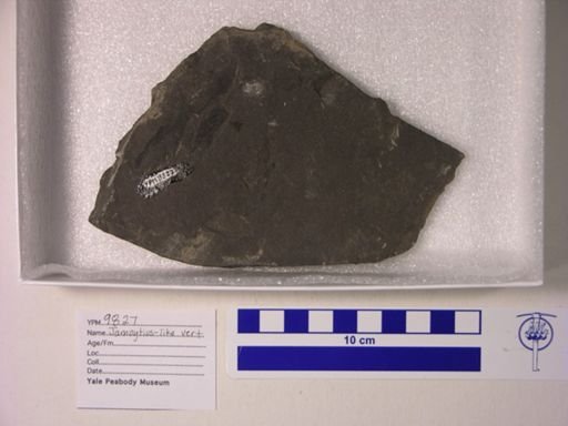 cf. Jamoytius