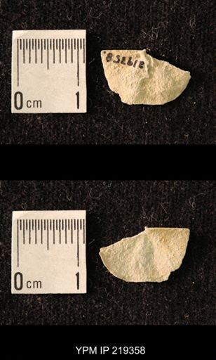 Chonetes granulifer