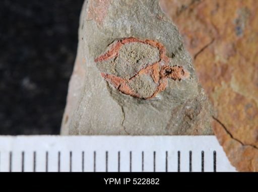 Phyllocystis?