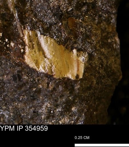 undet. Mollusca