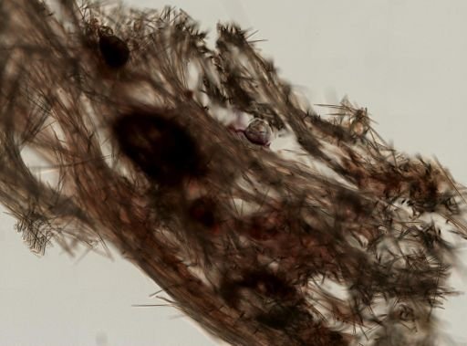 Halichondrida