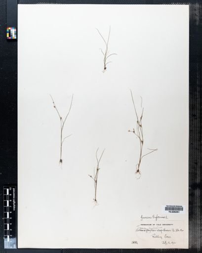 Juncus bufonius