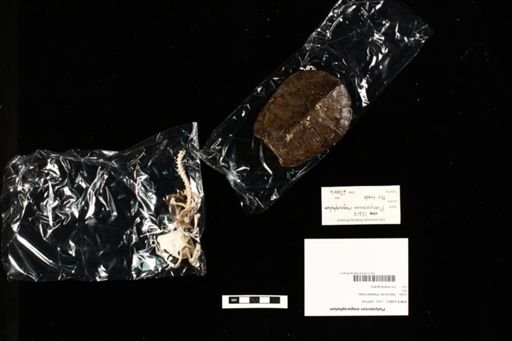 Platysternon megacephalum