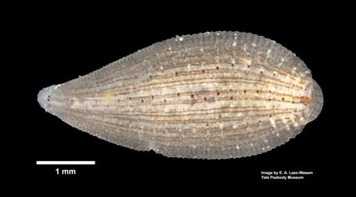 Helobdella cf. papillata