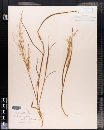 Leersia oryzoides