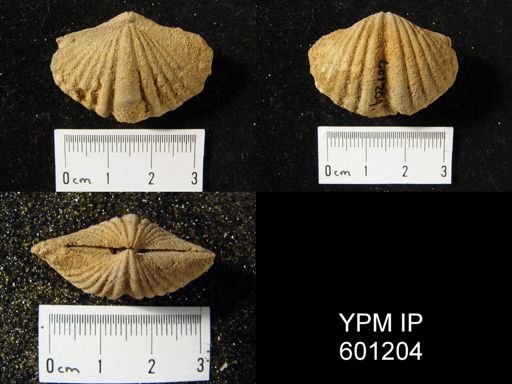 Costispirifer arenosus