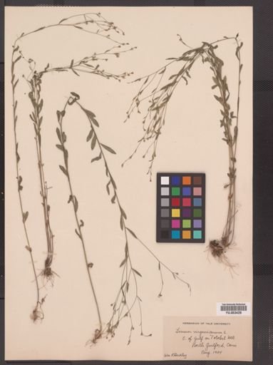 Linum virginianum