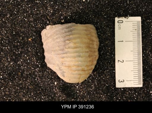 Scaphitidae
