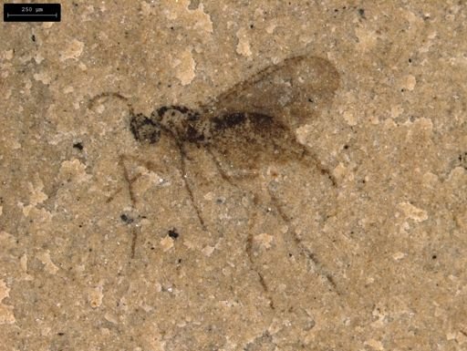 taxon undetermined