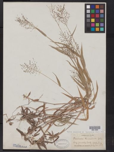 Panicum lanuginosum