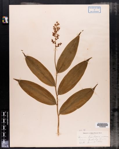 Maianthemum