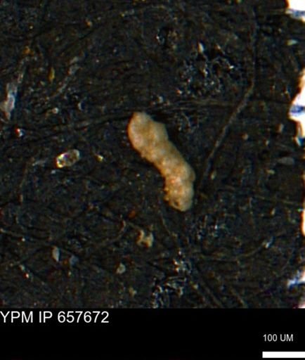 Verneuilinoides kansasensis