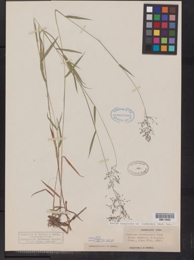 Panicum lanuginosum