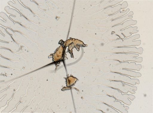 Cratena pilata