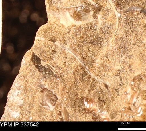 undet. Mollusca