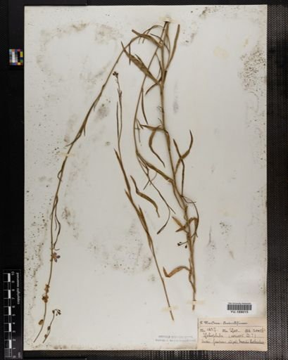 Plantae