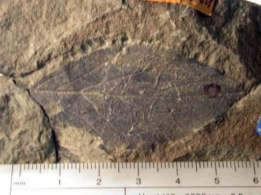 Angiospermopsida