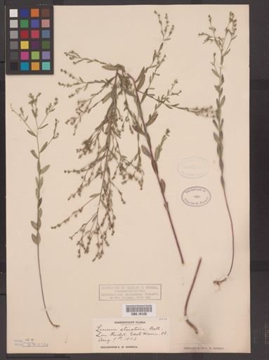 Linum striatum
